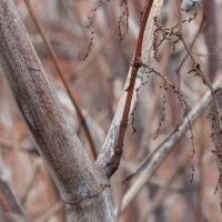 Japanese Knotweed